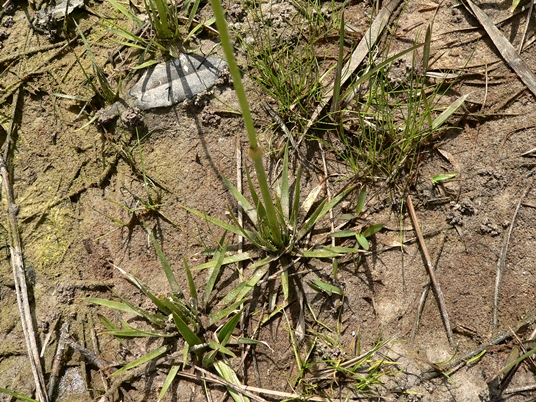 {Eriocaulon compressum}